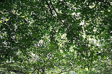 《侏罗纪公园：生存》进展顺利 更多消息将于年内公布