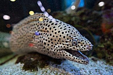 《夜莺传说》Steam评价褒贬不一：服务器还是有问题