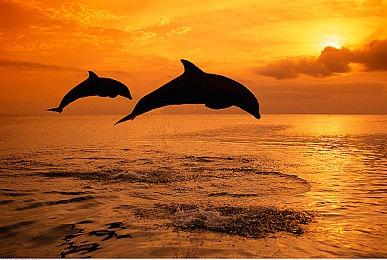 《龙珠：电光火石0》明日举行发布会 将公布实机画面